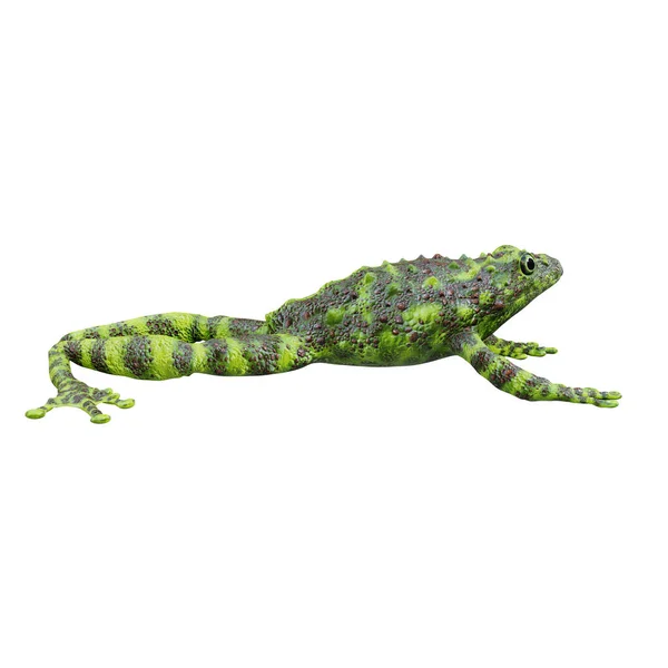 Ilustración Vietnamita Mossy Frog — Foto de Stock
