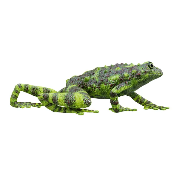 Ilustracja Wietnamskiego Mossy Frog — Zdjęcie stockowe