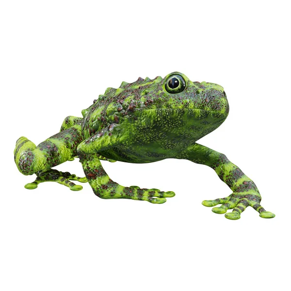 베트남 Mossy Frog — 스톡 사진