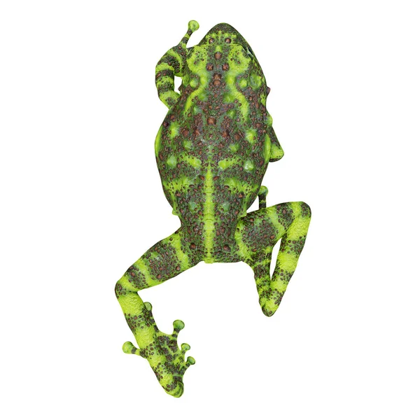 Ilustración Vietnamita Mossy Frog —  Fotos de Stock