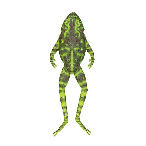 Illustration Vietnamesiska Mossy Frog — Stockfoto