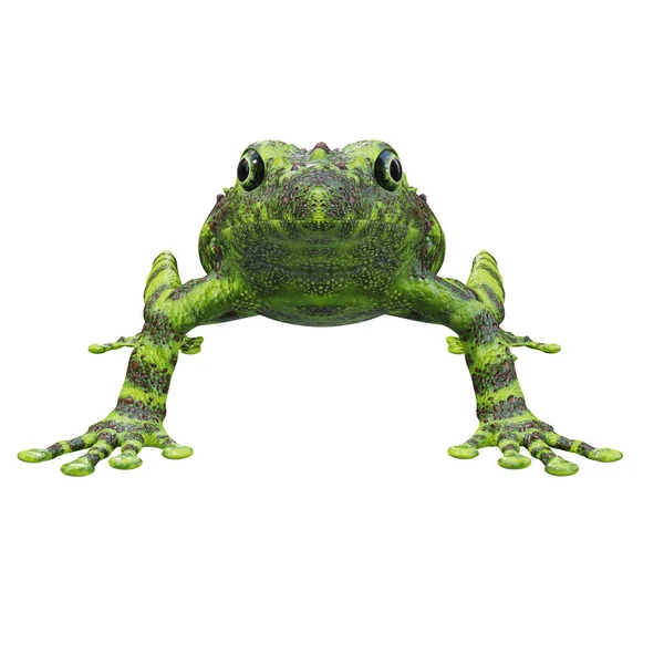 Illustratie Van Vietnamese Mossy Frog — Stockfoto