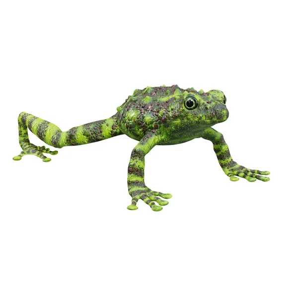 베트남 Mossy Frog — 스톡 사진