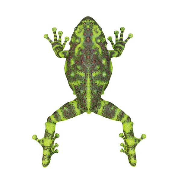 Illustration Vietnamese Mossy Frog — Stock Photo, Image