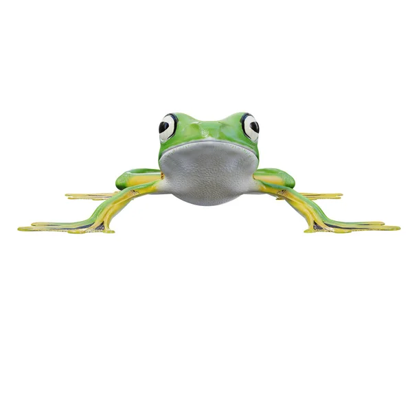 Wallace Uçan Kurbağası Nın Çizimi — Stok fotoğraf
