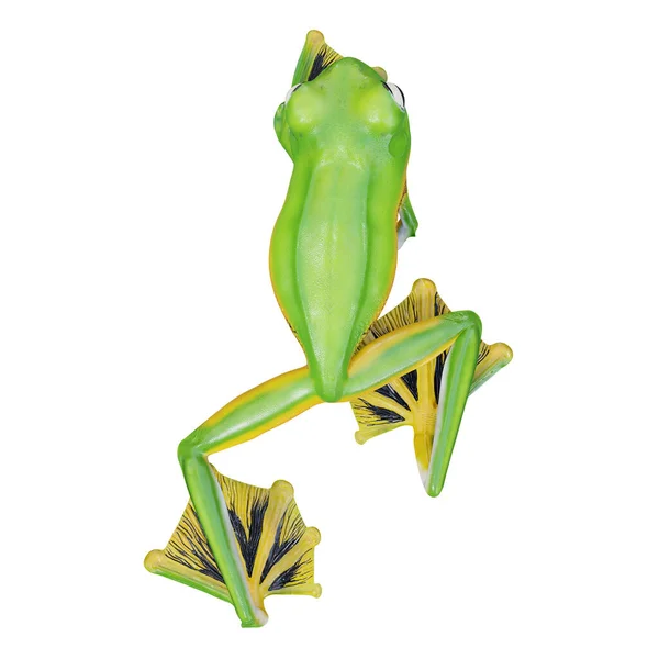 Illustration Wallace Flying Frog — Stock Photo, Image
