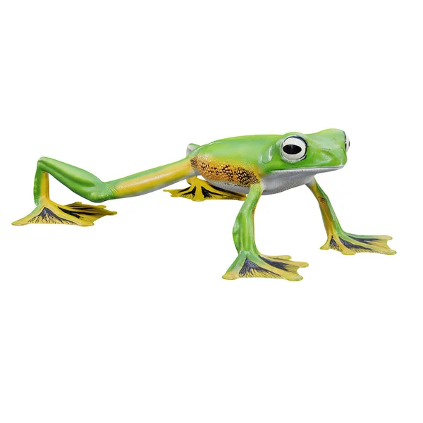 Illustration Wallace Flying Frog — Stock Photo, Image
