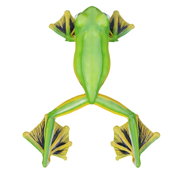 Illustration Von Wallaces Fliegendem Frosch — Stockfoto