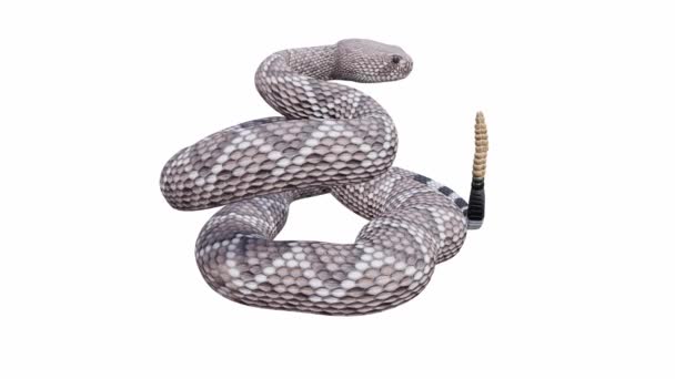 Western Diamondback Rattlesnakeの3Dアニメーション アイドル状態のシームレスなループ Luma Matteが含まれています 地上の影を持つこのアニメーションビデオのバージョンがあります — ストック動画