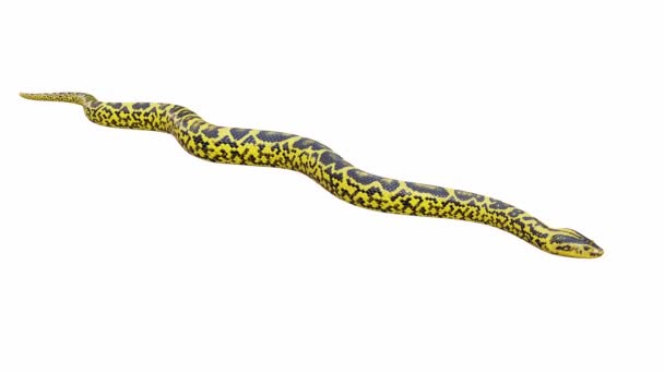 Анимация Желтый Anaconda Ползание Бесшовный Цикл Luma Matte Включены — стоковое видео