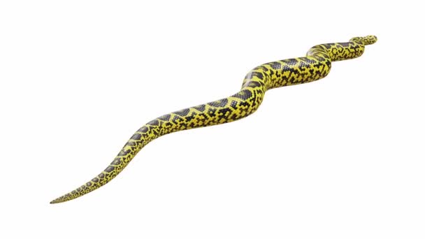 Анимация Желтый Anaconda Ползание Бесшовный Цикл Luma Matte Включены — стоковое видео