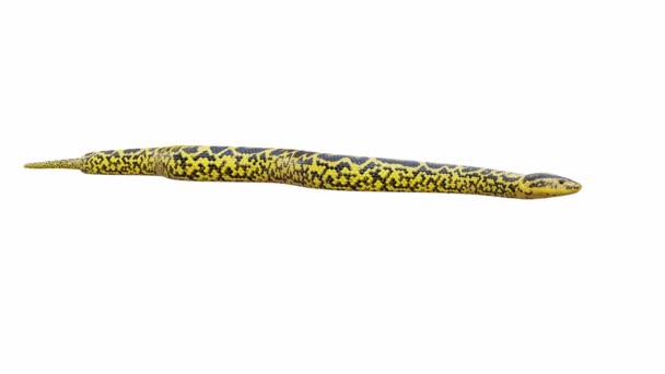 Animação Amarelo Anaconda Rastejando Loop Sem Costura Luma Matte Incluído — Vídeo de Stock