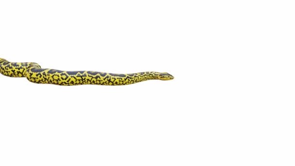 Animation Του Κίτρινου Anaconda Σέρνεται Αδιάλειπτη Βρόχο Luma Matte Περιλαμβάνονται — Αρχείο Βίντεο