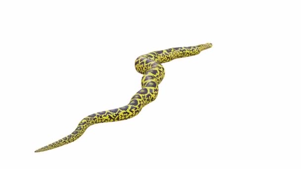Animation Του Κίτρινου Anaconda Σέρνεται Luma Matte Περιλαμβάνονται Υπάρχει Μια — Αρχείο Βίντεο