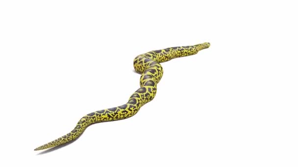 Анимация Желтая Anaconda Ползание Земля Тень Лума Матте Числе Версия — стоковое видео