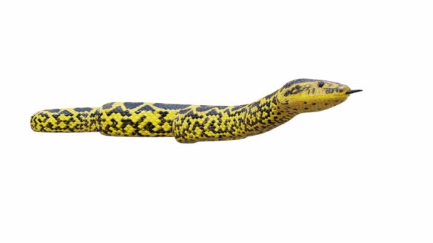 Animation Του Κίτρινου Anaconda Αδράνεια Αδιάλειπτη Βρόχο Luma Matte Περιλαμβάνονται — Αρχείο Βίντεο