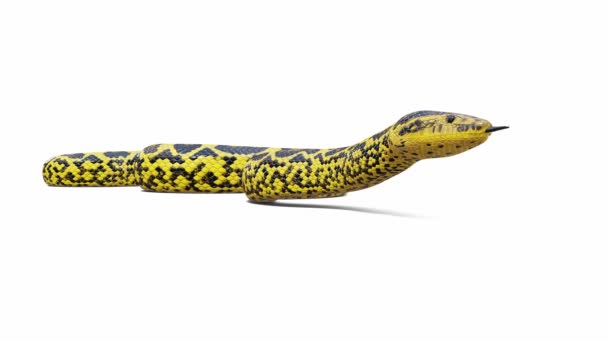 Animatie Van Yellow Anaconda Stationair Naadloze Lus Bodemschaduw Inclusief Luma — Stockvideo