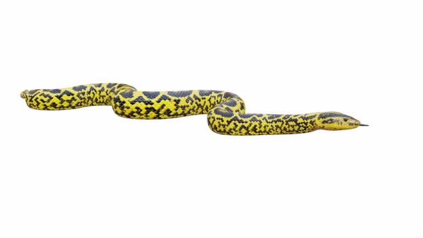 Animatie Van Yellow Anaconda Idle Naadloze Lus Inclusief Luma Matte — Stockvideo