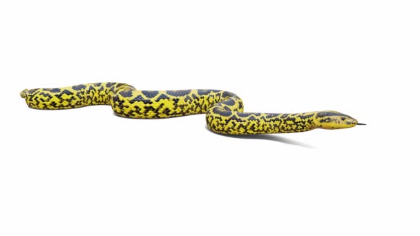 3D动画的黄色Anaconda 无缝循环 地面阴影 Luma Matte包括 有一个版本的动画视频没有地面阴影 — 图库视频影像