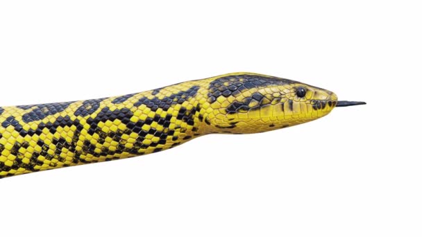 Animatie Van Yellow Anaconda Idle Naadloze Lus Luma Matte Inbegrepen — Stockvideo