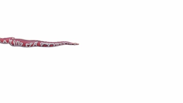 3D动画的血蟒蛇 无缝循环 地面阴影 Luma Matte包括 — 图库视频影像