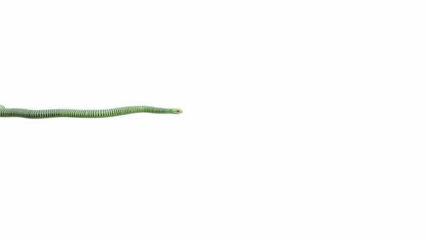 Animation Male Boomslang Crawling Seamless Loop Luma Matte Included — Stock Video