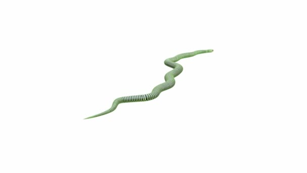 Animation Male Boomslang Crawling Luma Matte Included Version Animated Video — Stock Video