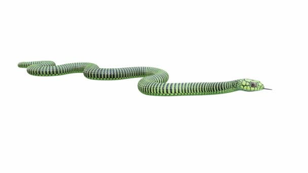 Animation Male Boomslang Idle Seamless Loop Luma Matte Included Version — Stock Video