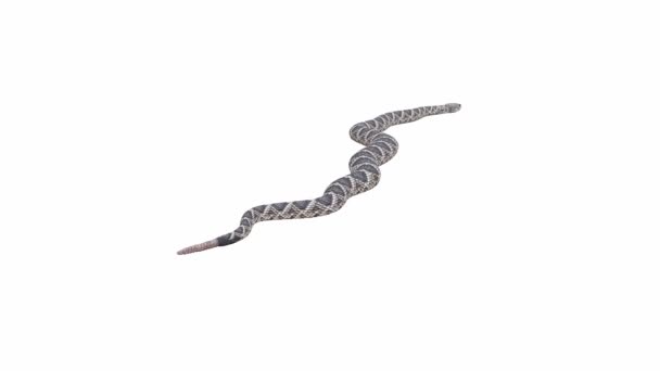 애니메이션 Eastern Diamondback Rattlesnake Crawting Luma Matte 지상의 그림자가 애니메이션 — 비디오