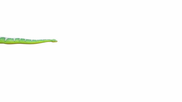 Animation Emerald Tree Boa Crawling Seamless Loop Luma Matte Included — Stock Video