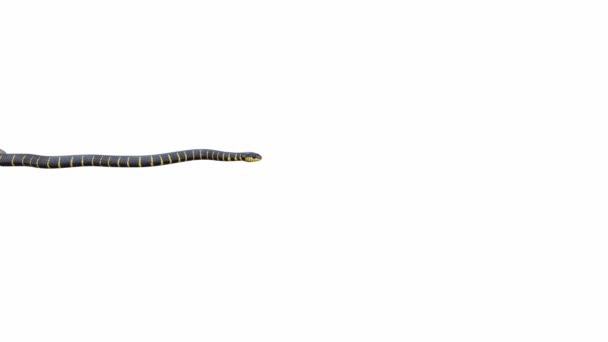 Animaatio Mangrove Snake Indeksointi Saumaton Silmukka Luma Matte Mukana — kuvapankkivideo