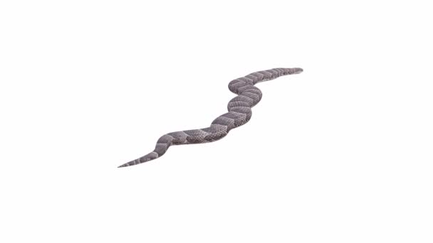 Animation Puff Adder Crawling Luma Matte Included Version Animated Video — Stock Video