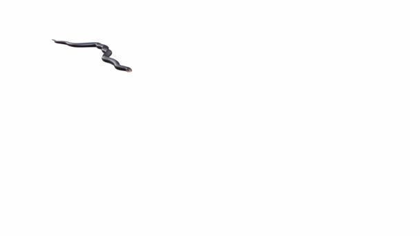 3D动画的红肚皮黑蛇 包括露玛 有一个版本的动画视频与地面阴影 — 图库视频影像