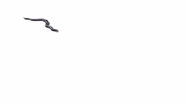 Animación Red Bellied Black Snake Gateo Sombra Del Suelo Luma — Vídeos de Stock
