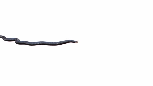 Animation Serpent Noir Ventre Rouge Rampant Boucle Transparente Luma Mat — Video