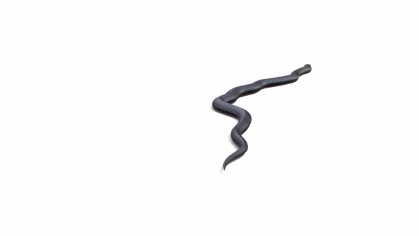 3D动画的红肚皮黑蛇 地面阴影 包括露玛 有一个版本的动画视频没有地面阴影 — 图库视频影像