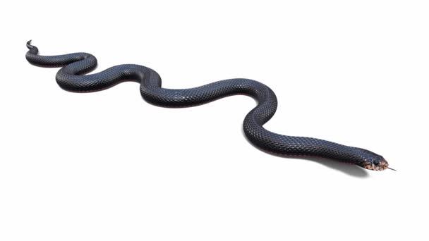 Animation Red Bellied Black Snake Idle Seamless Loop Ground Shadow — Stock Video