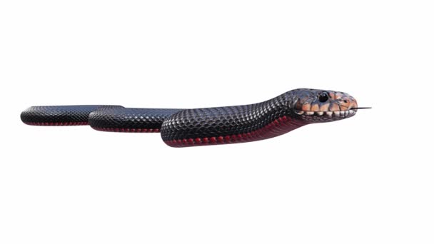 Трехмерная Анимация Red Bellied Black Snake Ползающая Бесшовная Петля Включая — стоковое видео