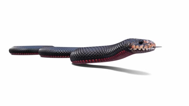 Трехмерная Анимация Red Bellied Black Snake Холостой Бесшовный Цикл Тень — стоковое видео