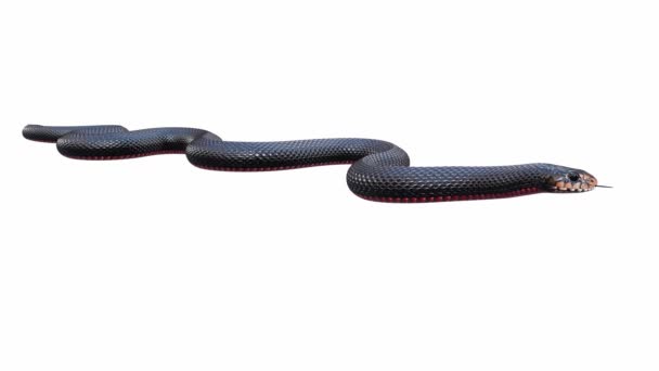 Animatie Van Red Bellied Black Snake Kruipend Naadloze Lus Inclusief — Stockvideo