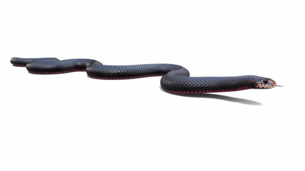 Animation Red Bellied Black Snake Idle Seamless Loop Ground Shadow — Stock Video