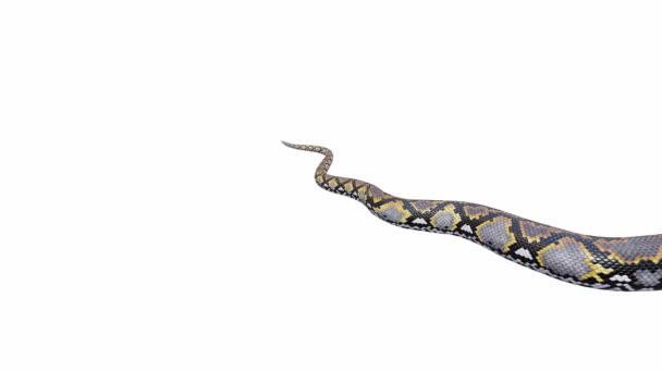 Animasi Dari Reticulated Python Crawling Luma Matte Disertakan Ada Versi — Stok Video