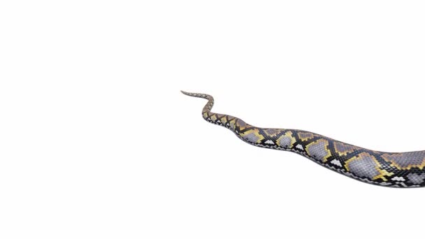 Animation Του Recticulated Python Σέρνεται Σκιά Εδάφους Luma Matte Περιλαμβάνονται — Αρχείο Βίντεο