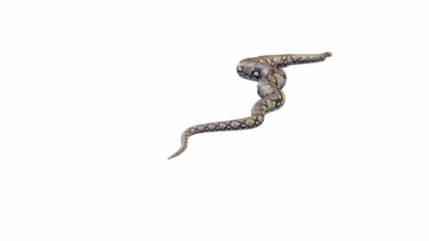 Animation Reticulated Python Crawling Luma Matte Included Version Animated Video — Stock Video