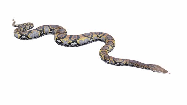 Animation Reticulated Python Crawling Seamless Loop Luma Matte Included Version — Stock Video