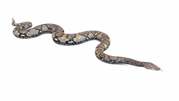 Animace Retikulované Pythonu Nečinná Hladká Smyčka Přízemní Stín Včetně Luma — Stock video