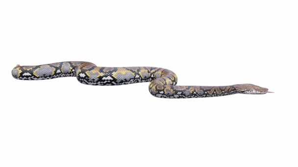Luma Matte 애니메이션 Reticulated Python 은기어다니고 솔기없는 루프이다 지상의 그림자가 — 비디오