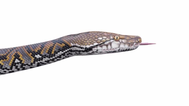 Animation Reticulated Python Crawling Seamless Loop Luma Matte Included — Stock Video