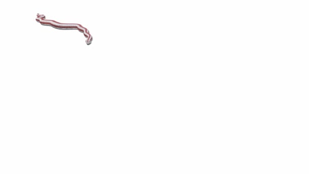Animação Rosy Boa Rastejando Sombra Chão Luma Matte Incluído Uma — Vídeo de Stock