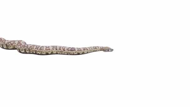 Animation Southern African Rock Python Crawling Seamless Loop Luma Matte — Stock Video